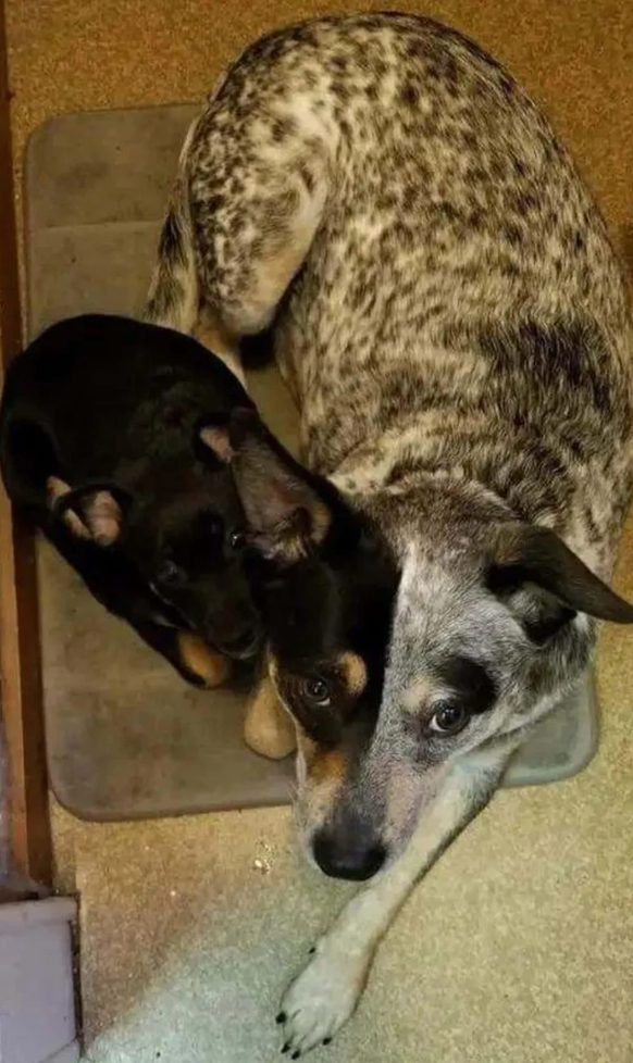 Optische Täuschung: Zwei Hunde