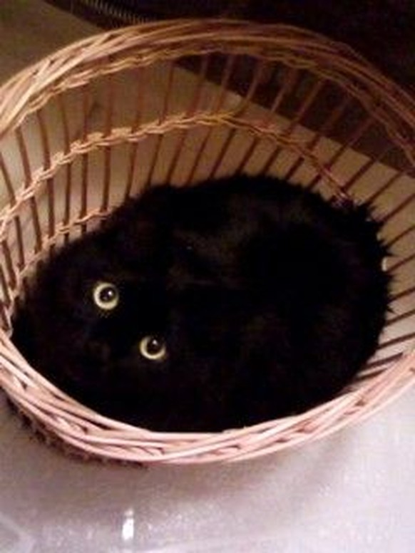 Schwarze Katze im Wäschekorb