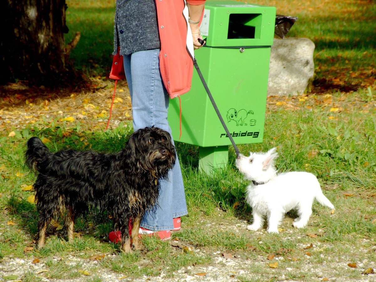 Hunde vor einem Robidog-Sammelbehälter für Hundkot