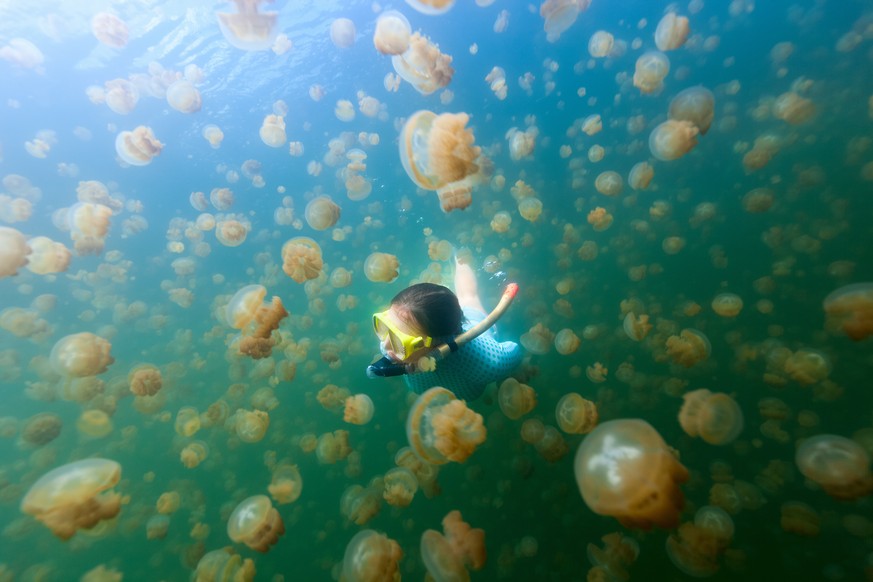 Jellyfish Lake Palau