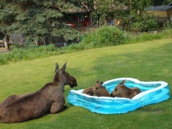 Elch im Schwimmbecken
http://imgur.com/gallery/b02tQ