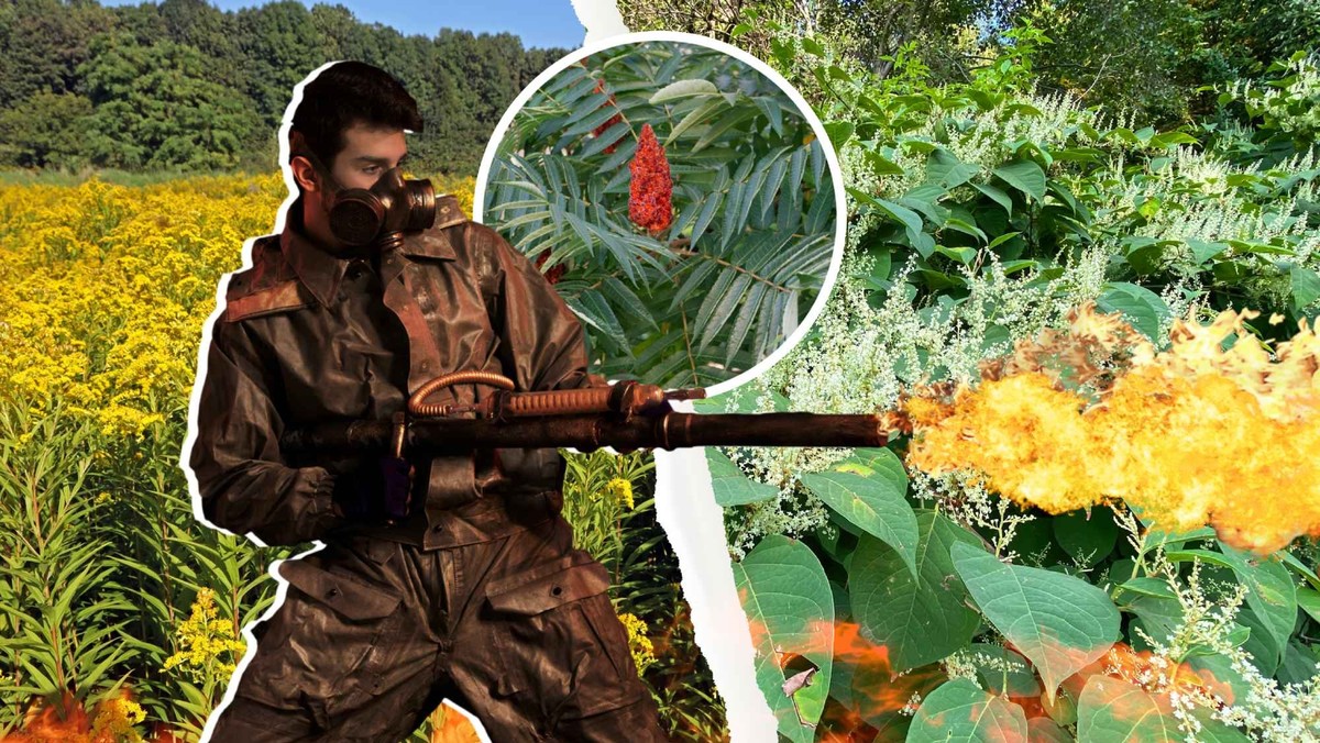 Si vous voyez ces plantes dans votre jardin, sortez le lance-flammes.