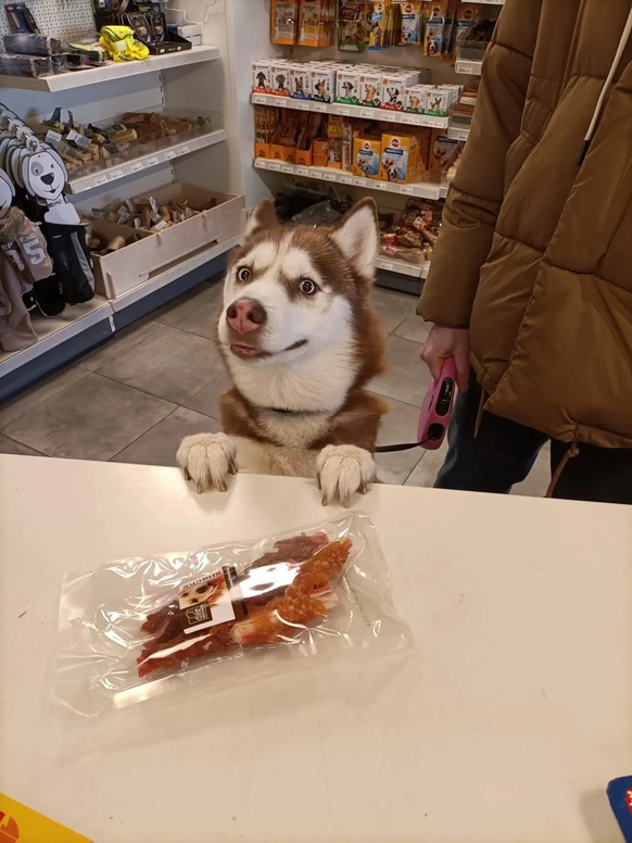 cute news animal dog https://www.reddit.com/r/FunnyAnimals/comments/10w33ni/dog_buys_his_own_treats/