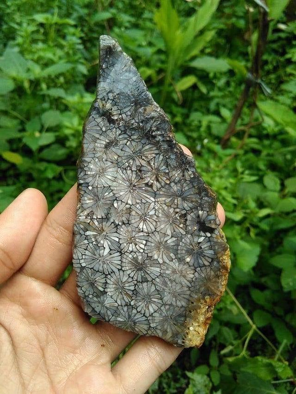 crazy nature