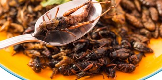 Egal, wie oft ihr mich fragt: Ich mag keine verdammten Insekten essen