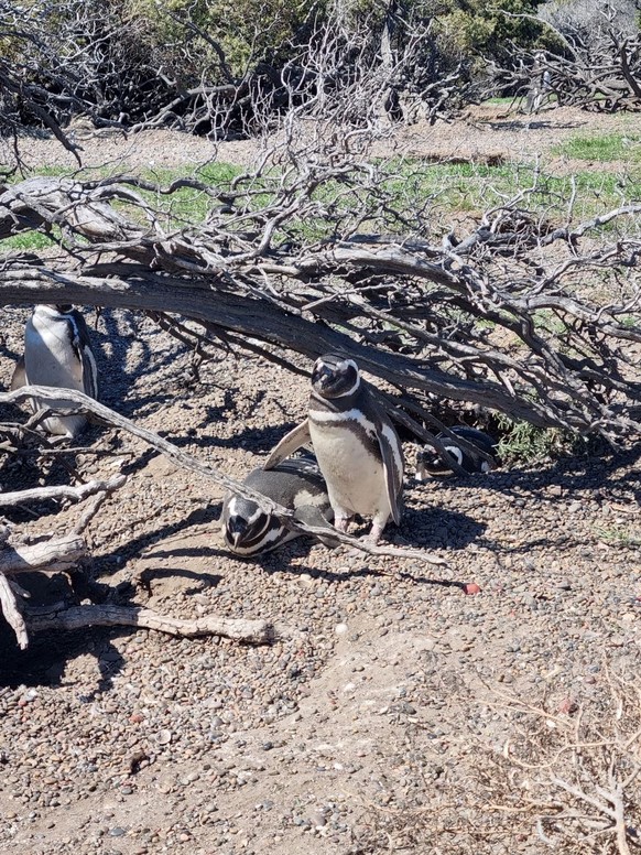 cute news animals in Argentina