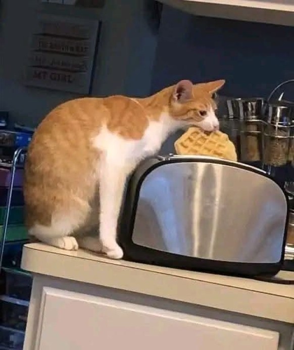 cute news tier katze

https://ch.pinterest.com/pin/28077197671772849/