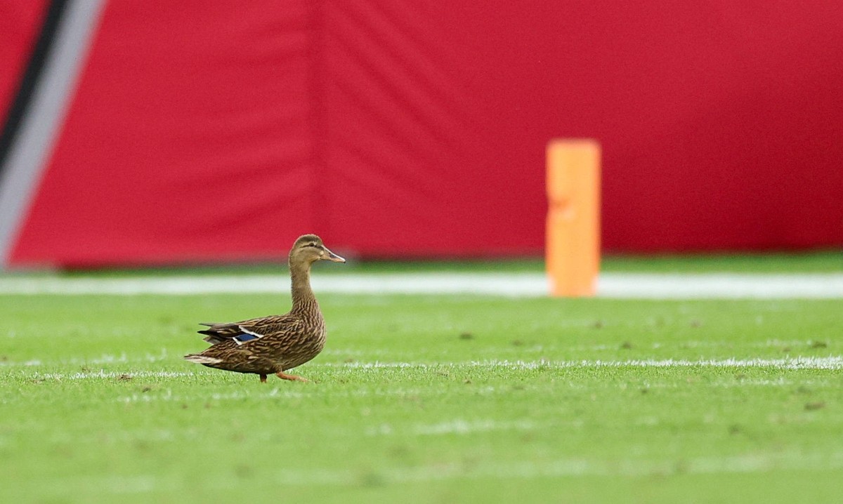 NFL, American Football Herren, USA Carolina Panthers at Tampa Bay Buccaneers Dec 29, 2024 Tampa, Florida, USA a duck stands on the field during an NFL game between eh Carolina Panthers and Tampa Bay B ...