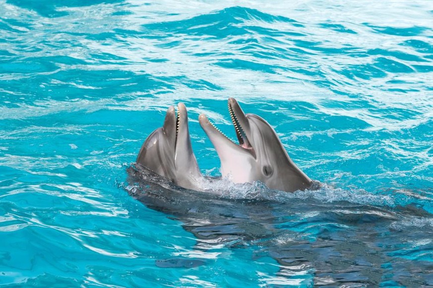 Delfine (Grosser Tümmler)