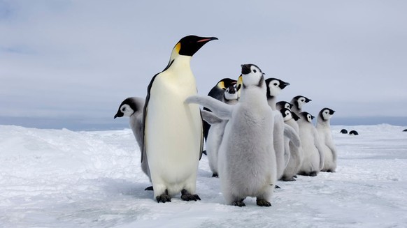 Emperor Penguin, Aptenodytes forsteri, adults and chicks at colony Snow Hill Island, Antarctica. (Photo by: David Tipling/Education Images/Universal Images Group via Getty Images)