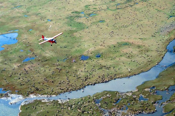 FILE - In this undated file photo provided by the U.S. Fish and Wildlife Service, an airplane flies over caribou from the Porcupine caribou herd on the coastal plain of the Arctic National Wildlife Re ...