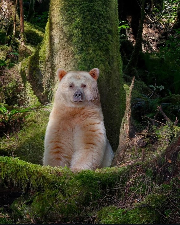 cute news tier bär

https://www.reddit.com/r/NatureIsFuckingLit/comments/1runi7x/a_ghost_bear/