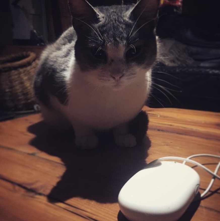 10
  Katzen, die gerade die Maus ihres Lebens gefangen haben