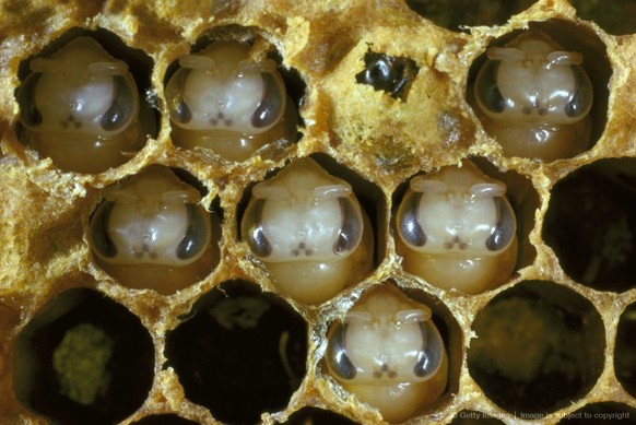 Creepy nature - Bienen