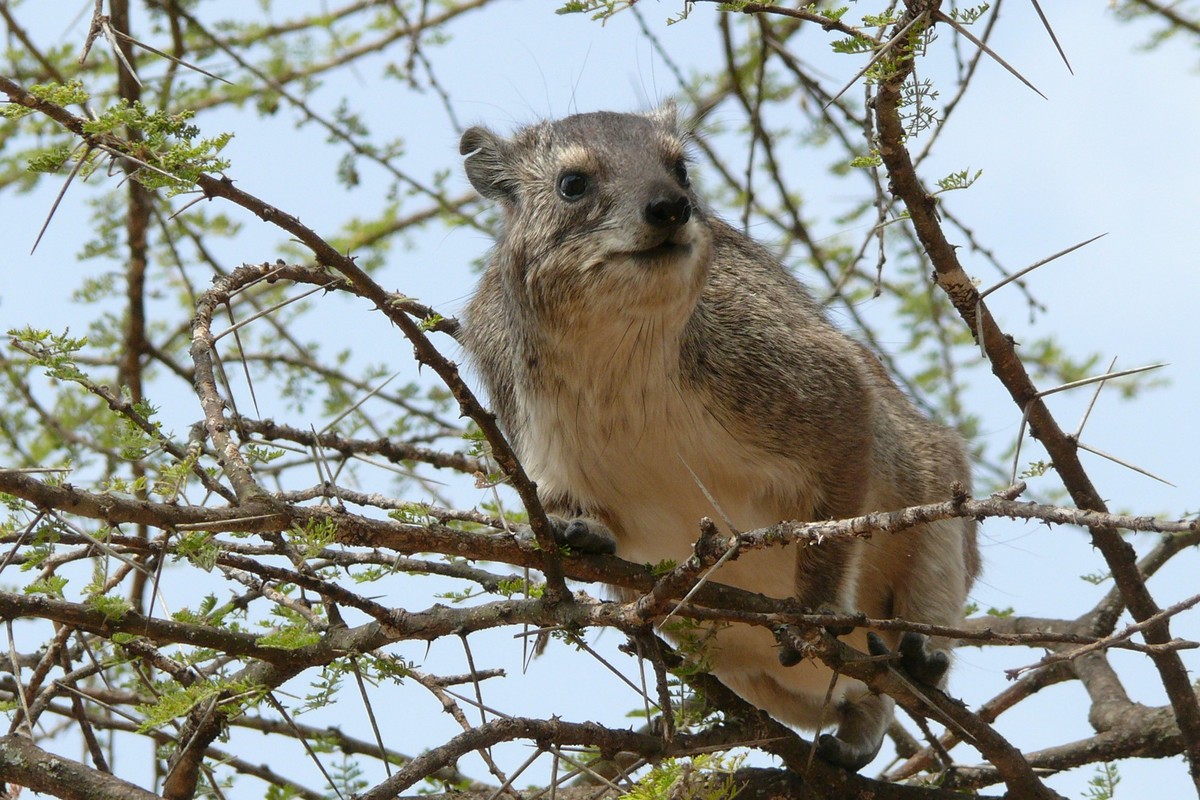 cute news tier schliefer hyrax