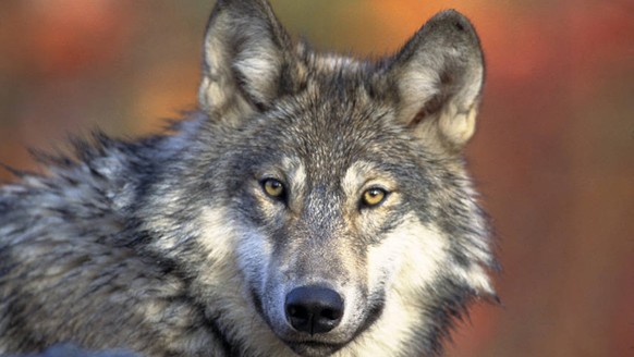 FILE - This photo provided by the U.S. Fish and Wildlife Service shows a gray wolf, April 18, 2008. A judge on Monday, May 6, 2024, dismissed a lawsuit filed by animal welfare advocates seeking to inv ...