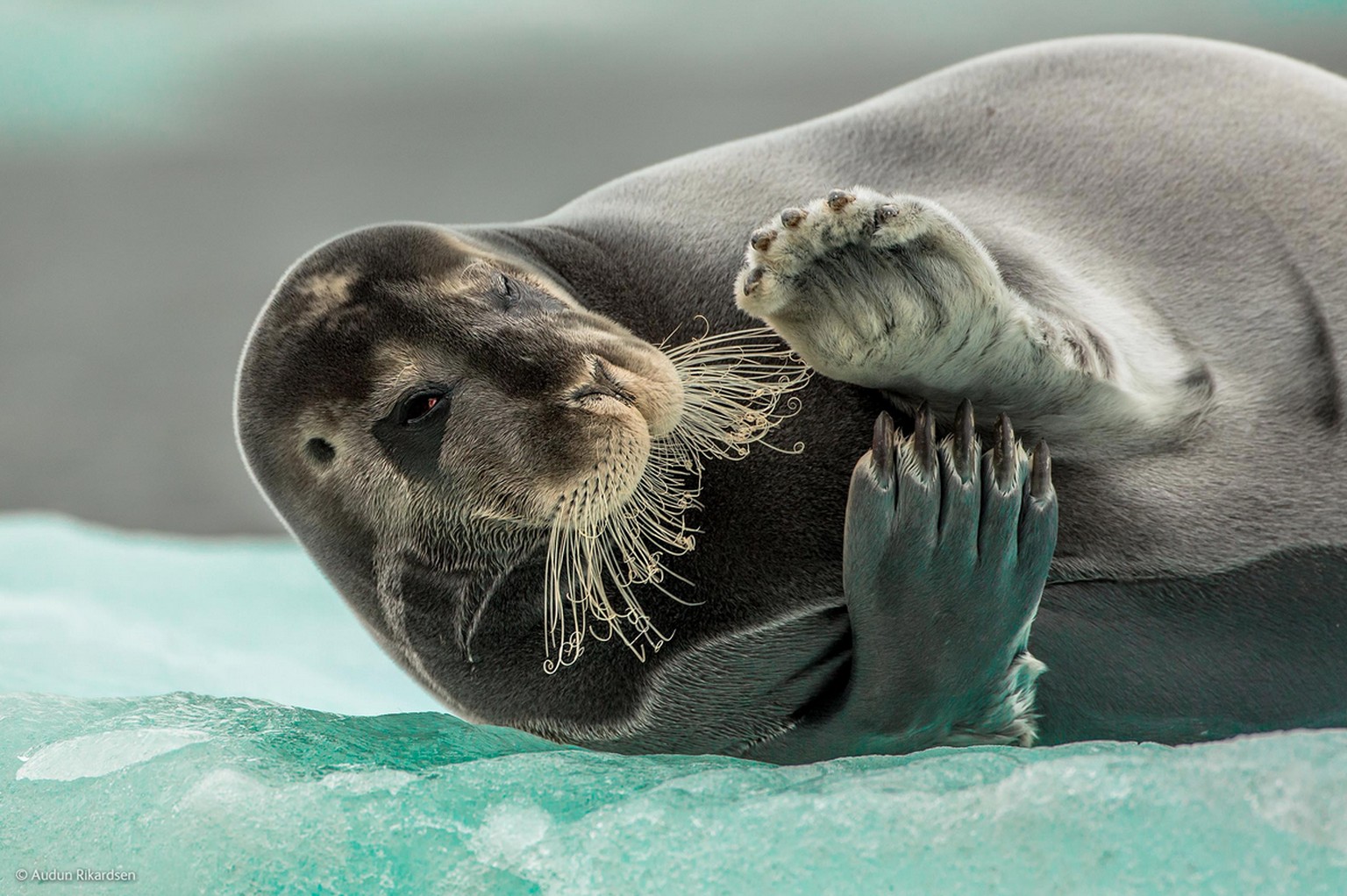 «Flirting bearded seal» («Flirtende Bartrobbe»)&nbsp;