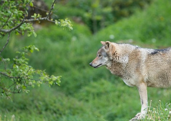 Wolf Graubünden Schweiz