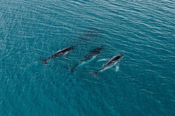 This photo provided by the Pacific Whale Foundation in May 2026, shows three humpback whales migrating along the eastern Australia coast. (Pacific Whale Foundation via AP)
Humpback Whale Migration