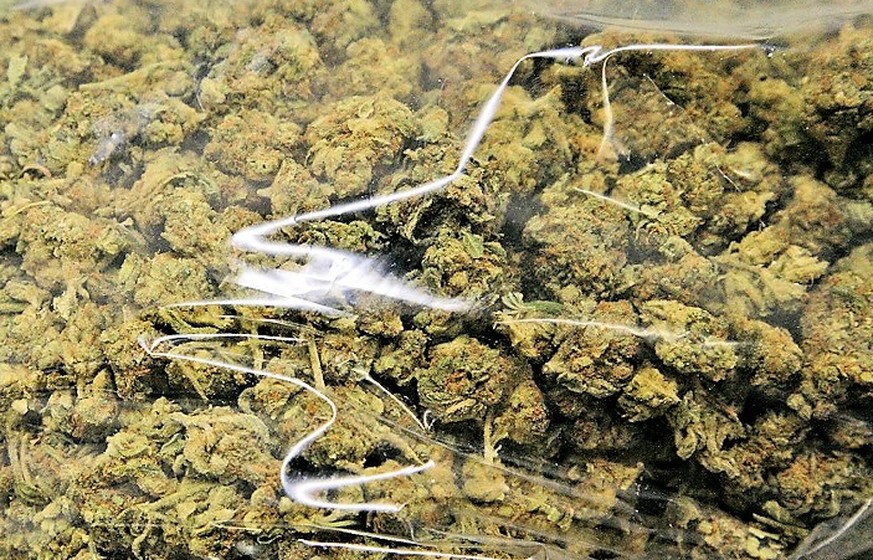 Die Aargauer Polizei entdeckt das Darknet – und jagt Cannabis-Verkäufer 🙈