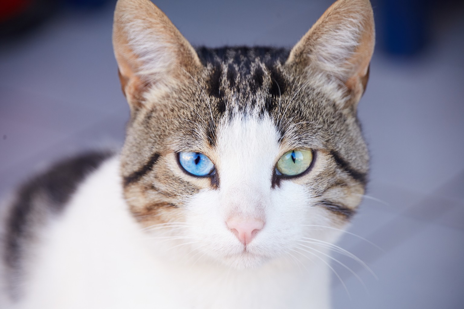 Odd-eyed Katzen mit zweifarbigen Augen. Katzenaugen