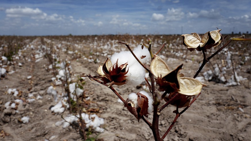 A cotton field is harvested on Wednesday, July, 27 2022 in Mission, Texas. Farmers fear of damaged to other crops as drought and lack of water concerns continue in the Rio Grande Valley. Cotton is one ...