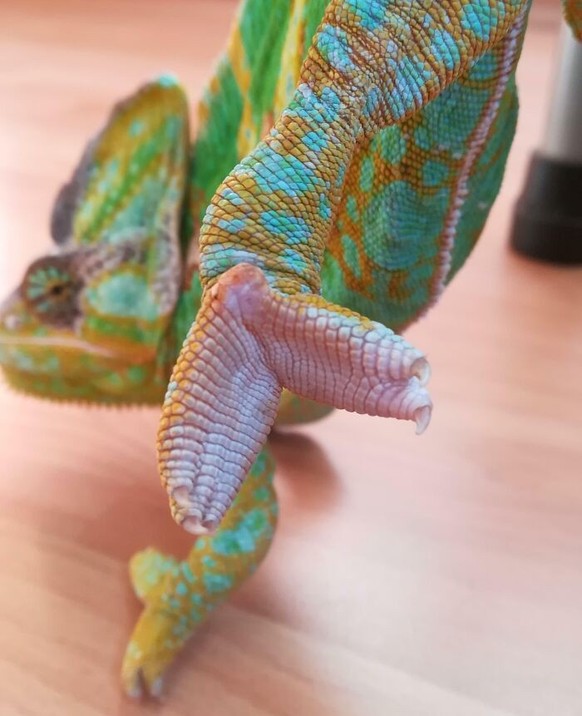 cute news tier chamäleon

https://www.reddit.com/r/mildlyinteresting/comments/gj4a1t/this_is_how_a_chameleons_feet_look_like/