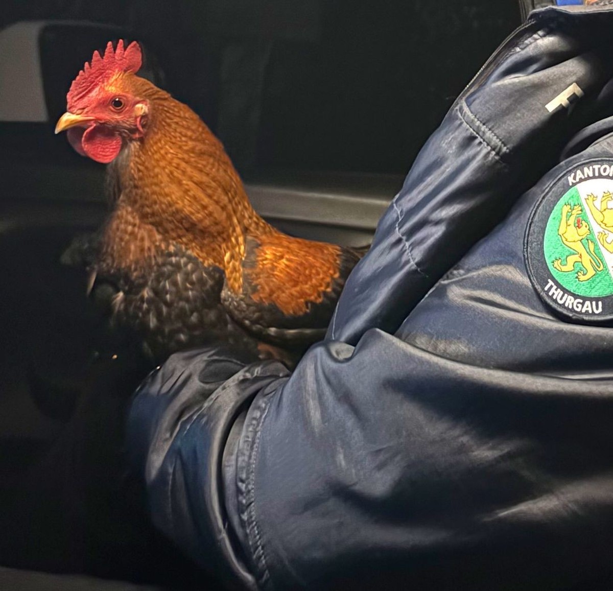 Un coq récupéré par la police thurgovienne.