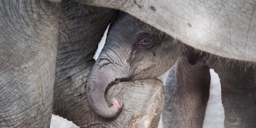 epa05814446 A new born female elephant-calf hides between its mother&#039;s legs as it appears in their enclosure in the Zurich Zoo, in Zurich, Switzerland, 25 February 2015. The elephant baby was bor ...