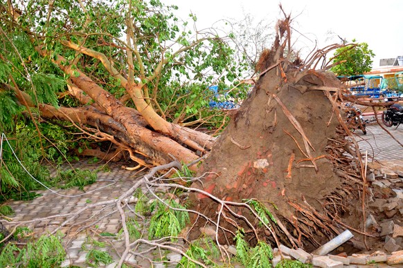 epa06709234 A tree was uprooted after massive storm, near Bharatpur district of Rajasthan, India 03 May 2018. According to the news reports over 90 people died in various incidents after a storm and r ...