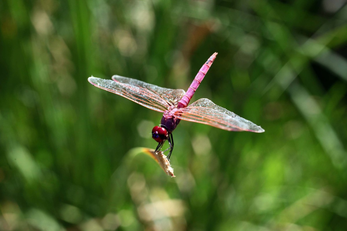 epa04381706 A dragonfly sits in a field at Bahath area at countryside of Jordan, 03 September 2014. Dragonflies are important predators that eat mosquitoes and other small insects such as flies, bees, ...
