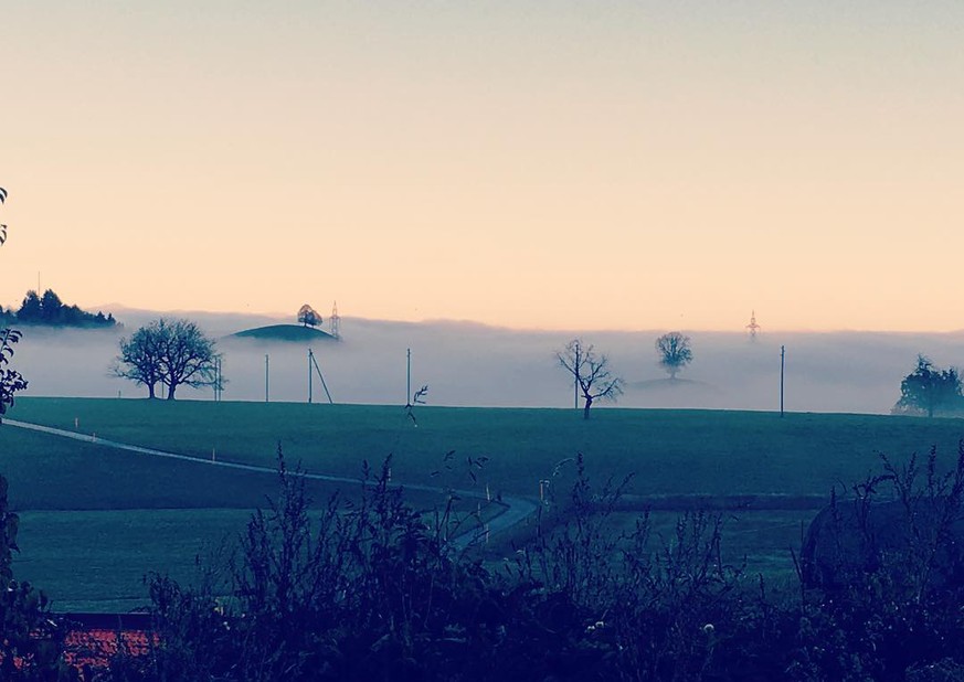 Nur vereinzelt ragen Linden (und Strommasten) auf den Drumlins aus dem Nebel.