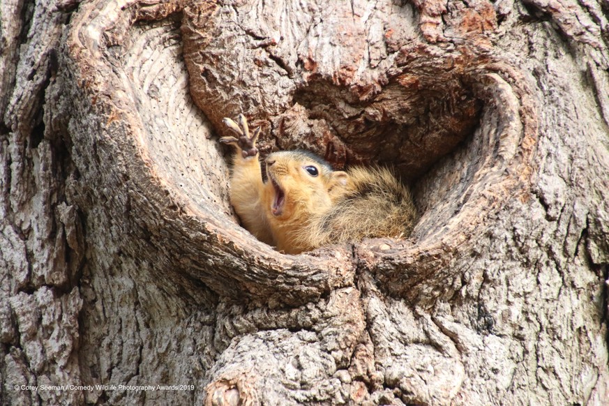 Corey Seeman
Saline
United States
Phone: 734-717-9734
Email: cseeman@umich.edu
Title: Who would like a peanut? Squirrels at the University of Michigan
Description: Fox Squirrels on and early Spring da ...