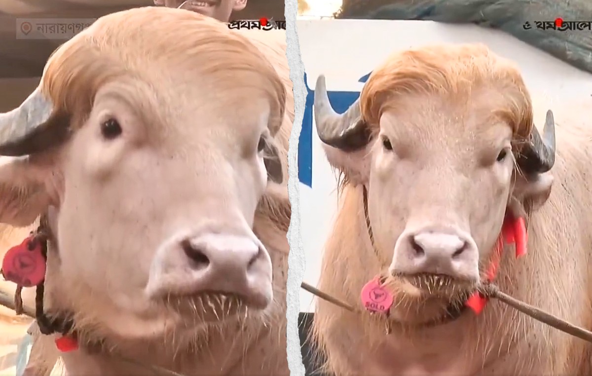 Ce buffle albinos ressemble à Donald Trump.