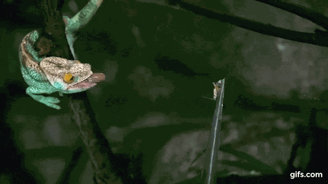 Die Welt In Zeitlupe 21 Gifs Die Dich Einfach Nur Staunen Lassen Watson