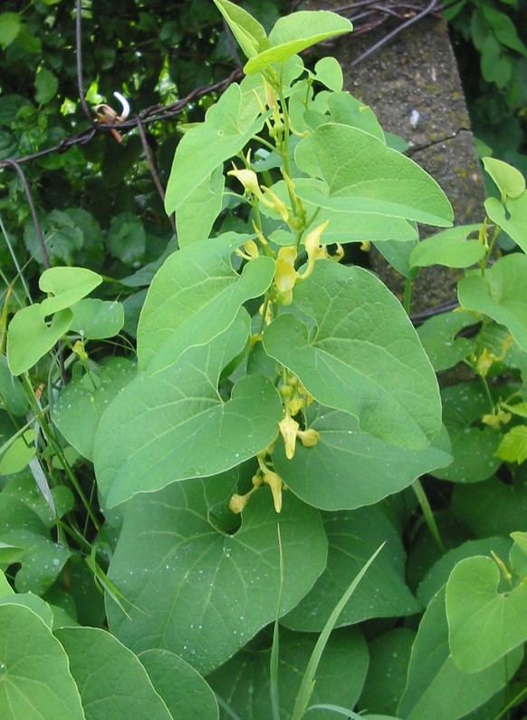 Species Aristolochia clematitis Familia Aristolochiaceae