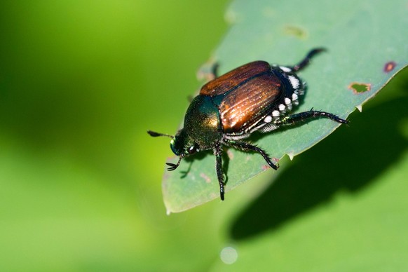 Popillia japonica (Japankäfer)