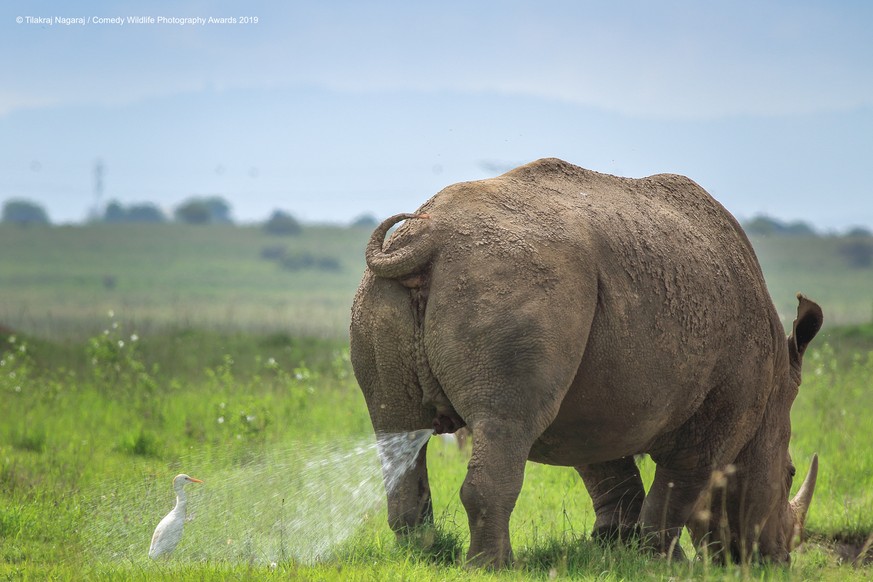 The Comedy Wildlife Photography Awards 2019
TILAKRAJ NAGARAJ
NAIROBI
Kenya

Title: Warning! Territory Marking, follow at your own risk.
Description: One beautiful Sunday morning with my family drove t ...