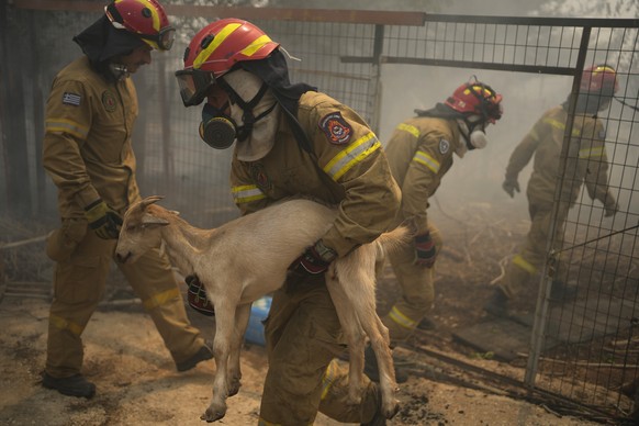 Firefighter evacuate a goat during a wildfire in Acharnes a suburb of northern Athens, Greece, Aug. 23, 2023. (AP Photo/Thanassis Stavrakis)