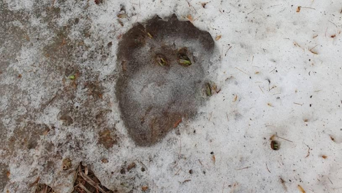 La trace d'ours a été découverte dimanche.