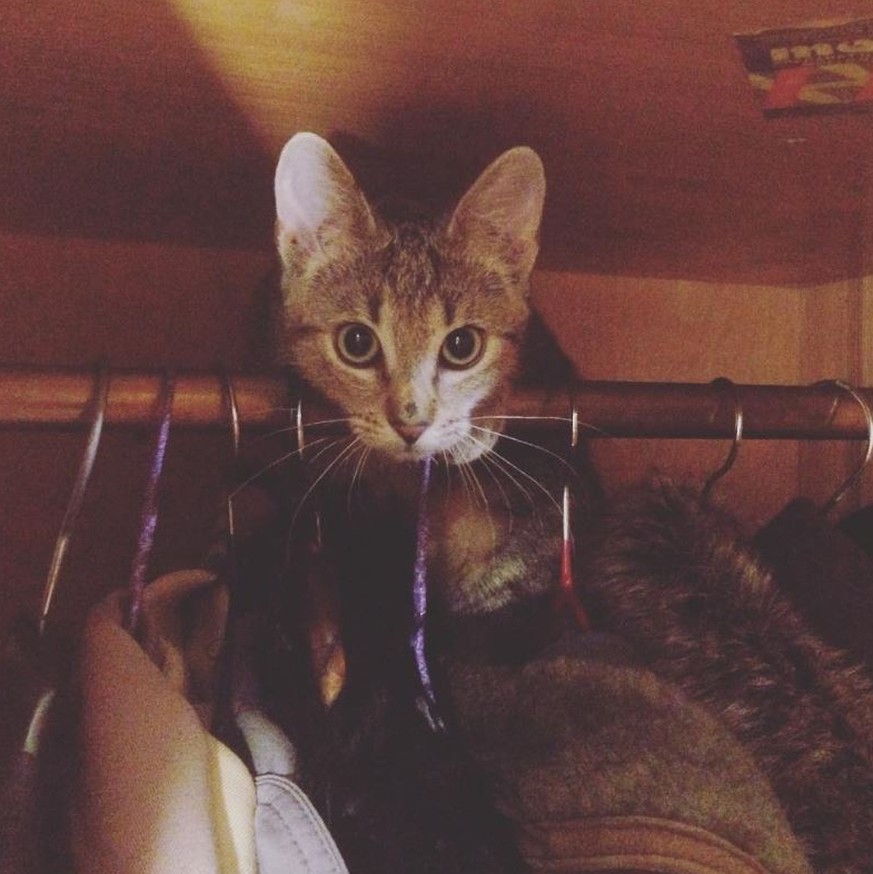 10 Dinge, die du heute tun kannst, um deiner Katze eine Freude zu machen