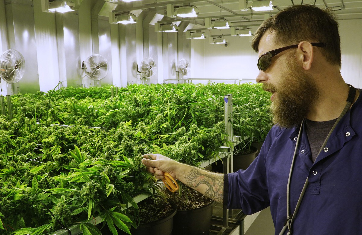 ADVANCE FOR USE SATURDAY OCT. 3, 2015 AND THEREAFTER - In this Tuesday, Sept. 15, 2015 photo, lead grower Dave Wilson cares for marijuana plants in the "Flower Room" at the Ataraxia medical  ...