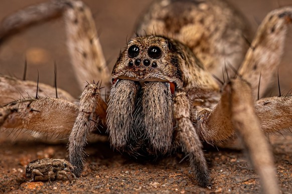 Wolfspinne (wolf spider)
