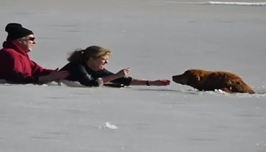 Eine Frau zerhackt mit den Ellbogen die Eisdecke und rettet den Hund aus dem Eis.&nbsp;