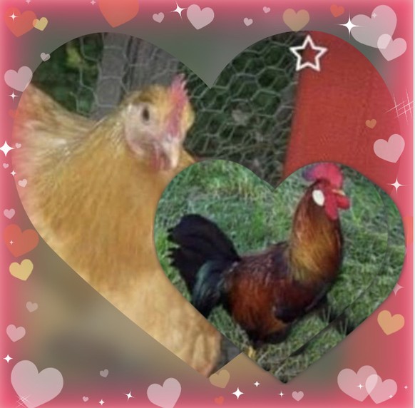 Freunde, PICDUMP!
Super-Like für Super-Match von 1 dicken Huhn für Hähner!!! 😍💘

...und dass Hähner keine Eier leckt, nimmt 1 dicken Huhn schwährendherzens in Kauf...