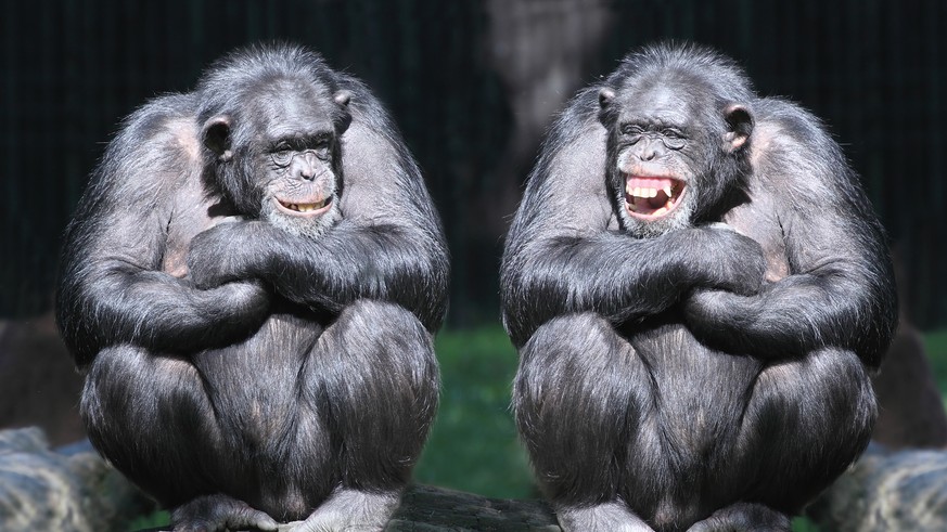 Schimpansen Affen Primaten