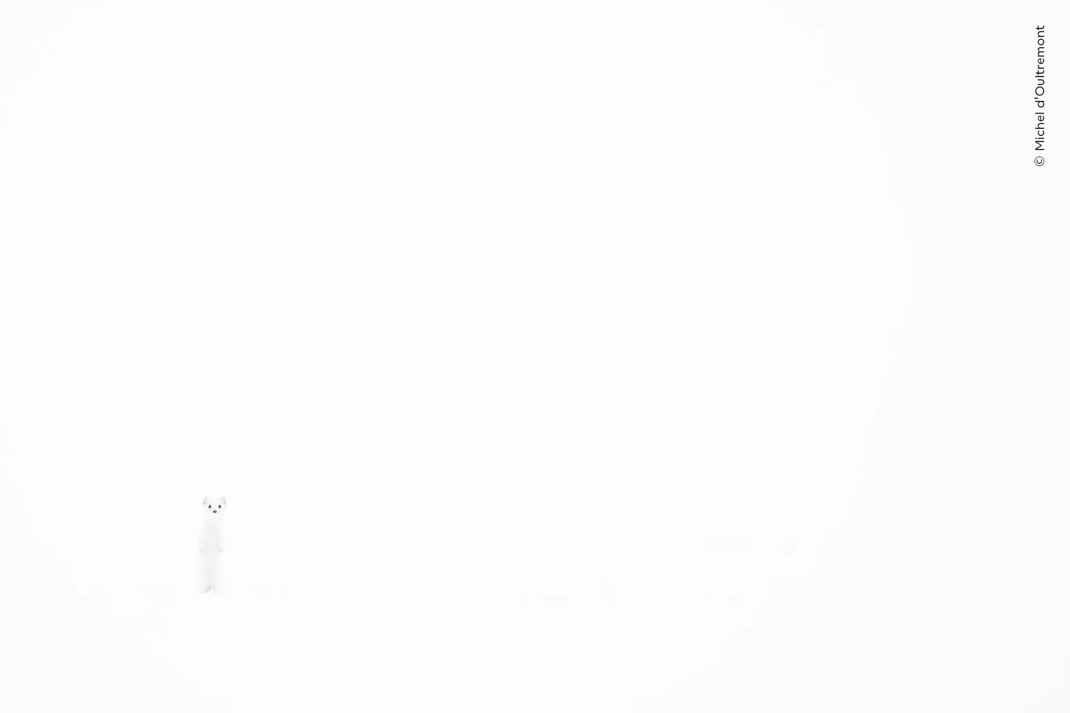 Whiteout.

A stoat sits up and observes its territory as it blends perfectly into a snowy landscape in Belgium.

Michel had been looking for stoats in the snow for many years.

The magic of snowfall f ...