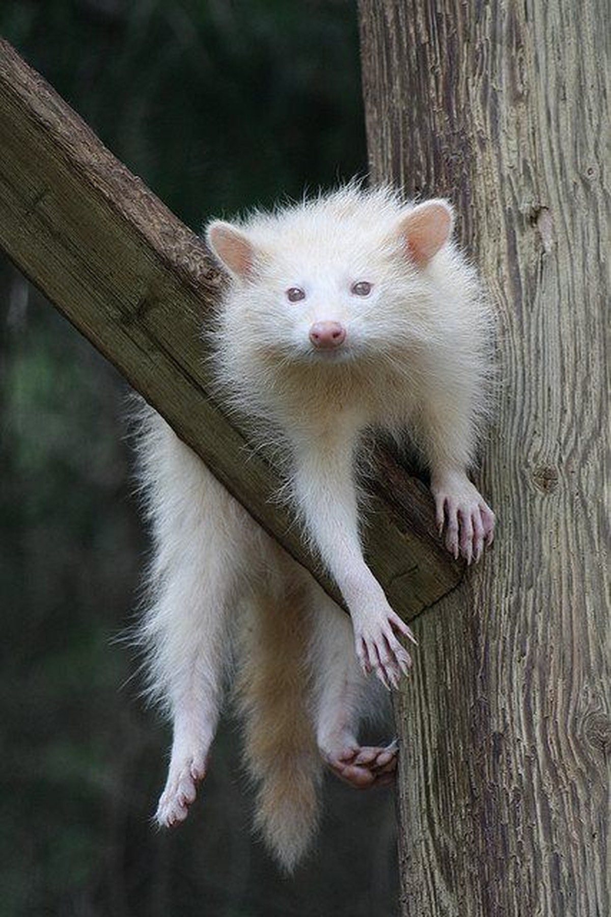 Albino Waschbär.

https://www.pinterest.com/pin/205547170464050393/