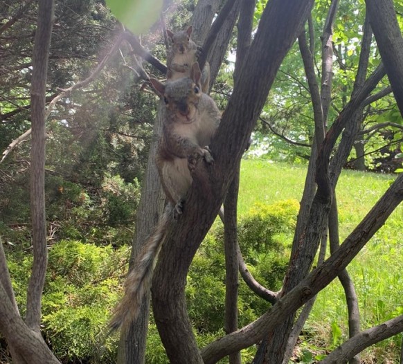 cute news animal tier eichhörnchen squirrel

https://www.reddit.com/r/Animals/comments/vckded/the_squirrels_at_niagara_falls_are_so_brave/