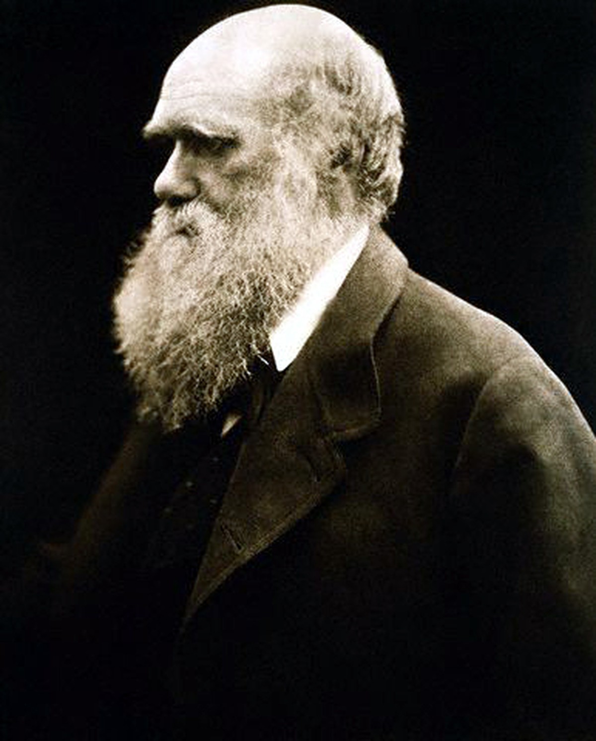 ca. 1835-1879 --- <Portrait of Charles Darwin> by Julia Margaret Cameron --- Image by ©Stapleton Collection/CORBIS